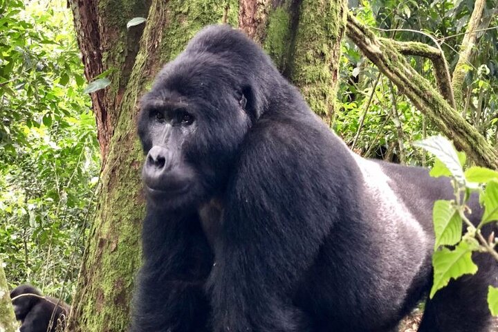 Mountain gorilla expedition
